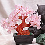 Bonsai z ruženínu - dekorácia domov a kancelárie