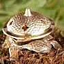 Stojanček mosadzný žaba na vonné kuzilky a františky