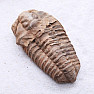 Trilobit